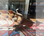 Small Photo #5 Mutt Puppy For Sale in Studio City, CA, USA
