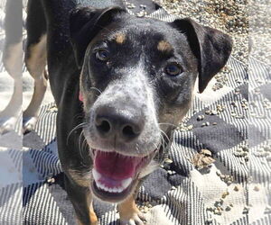 Labrador Retriever-Unknown Mix Dogs for adoption in Jefferson, WI, USA