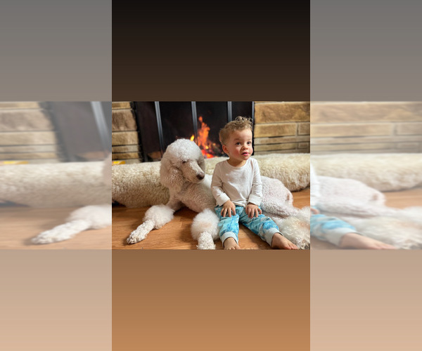 Medium Photo #1 Poodle (Standard) Puppy For Sale in HAGERSTOWN, MD, USA