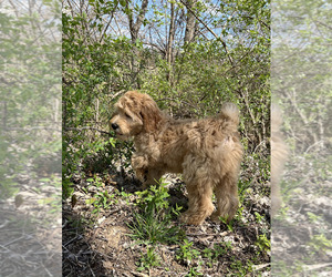Goldendoodle Puppy for sale in HARRISONVILLE, MO, USA