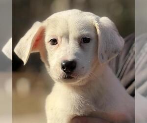 Labrador Retriever-Unknown Mix Dogs for adoption in Yardley, PA, USA