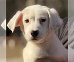Small Labrador Retriever Mix