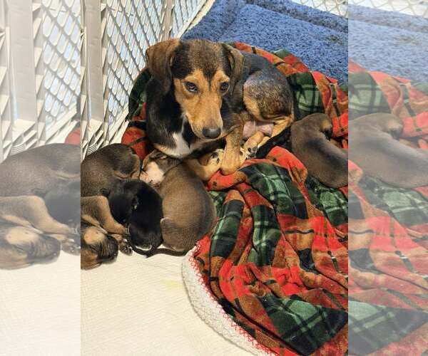 Medium Photo #9 Beagle-Unknown Mix Puppy For Sale in Tampa, FL, USA