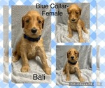 Small Photo #1 Labradoodle Puppy For Sale in ELIZABETHTON, TN, USA