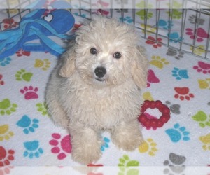 Poochon Puppy for sale in ORO VALLEY, AZ, USA