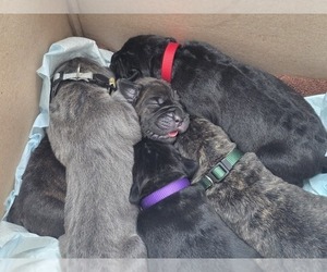 Cane Corso Litter for sale in SAINT AUGUSTINE, FL, USA