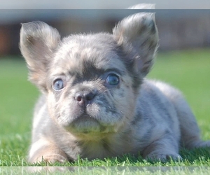 French Bulldog Puppy for sale in BOSTON, MA, USA