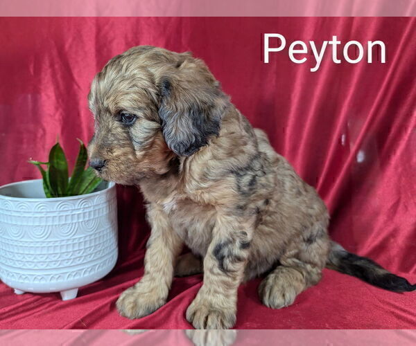 Medium Photo #13 Bernedoodle Puppy For Sale in CANON CITY, CO, USA