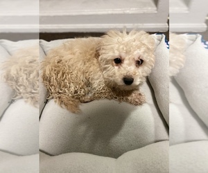 Poodle (Toy)-Unknown Mix Puppy for sale in READING, PA, USA