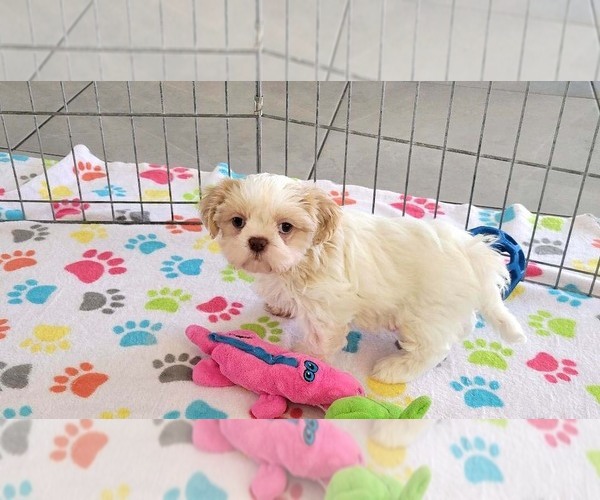 Medium Photo #5 Shih Tzu Puppy For Sale in ORO VALLEY, AZ, USA