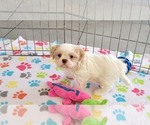 Small #4 Shih Tzu