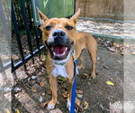 Small #10 Boxer Mix