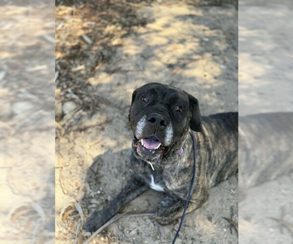 Medium Photo #3 Bullmastiff Puppy For Sale in Santa Maria, CA, USA