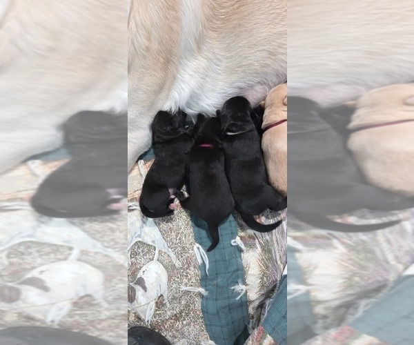 Medium Photo #2 Borador Puppy For Sale in FORTUNA, CA, USA