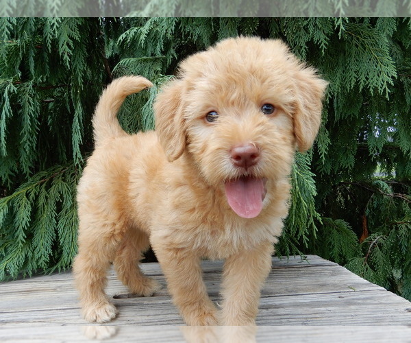 Medium Photo #5 Labradoodle Puppy For Sale in MILLERSBURG, OH, USA