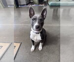 Small #3 Mutt