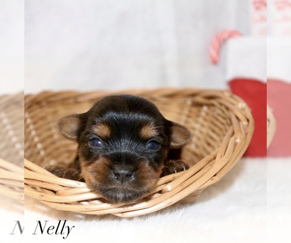 Medium Photo #2 Yorkshire Terrier Puppy For Sale in HILLSBORO, TX, USA