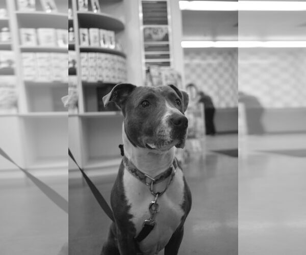 Medium Photo #8 American Pit Bull Terrier Puppy For Sale in Berkeley, CA, USA