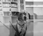 Small #7 American Pit Bull Terrier