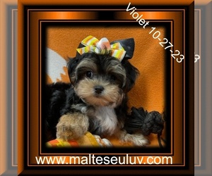 Yorkshire Terrier Puppy for sale in SILVERHILL, AL, USA