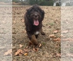Small Photo #2 Aussiedoodle Puppy For Sale in LEXINGTON, GA, USA
