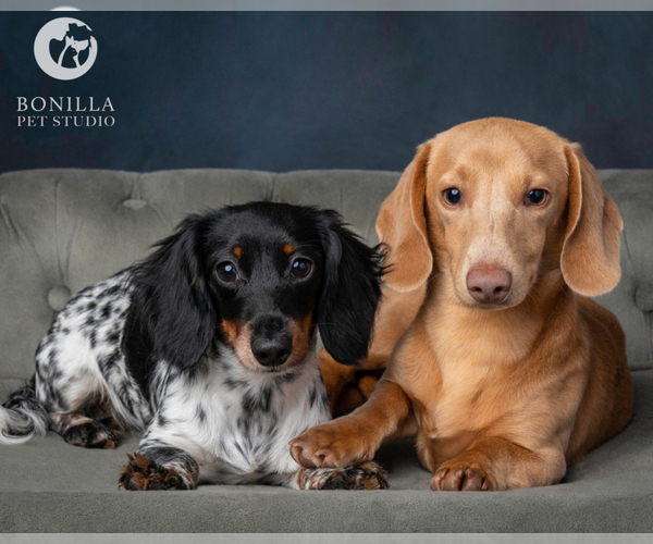 Medium Photo #1 Dachshund Puppy For Sale in WILLIAMSBURG, VA, USA