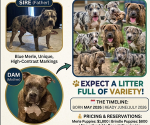 Mother of the American Pit Bull Terrier puppies born on 04/29/2026