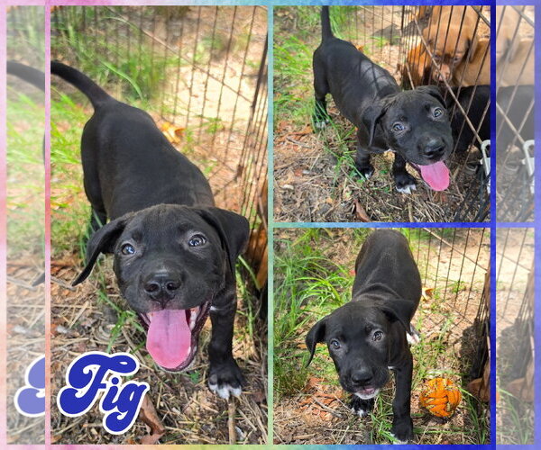 Medium Photo #1 Labrador Retriever-Unknown Mix Puppy For Sale in Blacksburg, SC, USA