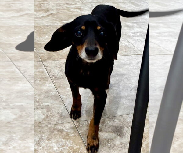 Medium Photo #3 Dachshund-Unknown Mix Puppy For Sale in Hilton Head, SC, USA