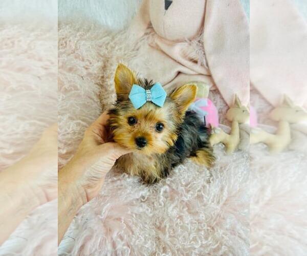 Medium Photo #12 Yorkshire Terrier Puppy For Sale in SAINT PETERSBURG, FL, USA