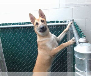 Medium German Shepherd Dog Mix