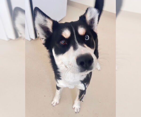 Medium Photo #1 Siberian Husky-Unknown Mix Puppy For Sale in Webster, WI, USA