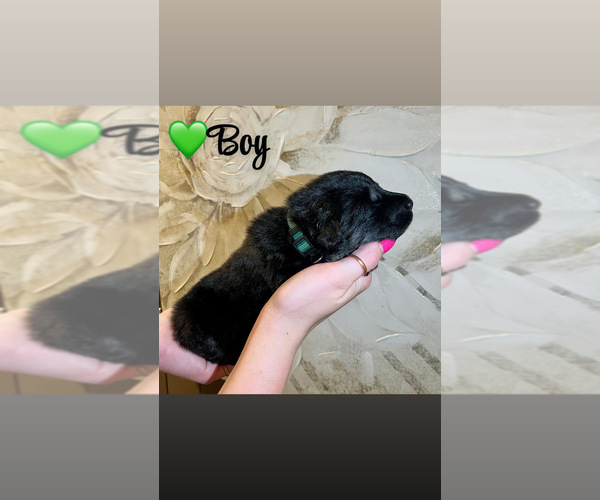 Medium Photo #16 Native American Indian Dog-Schnauzer (Giant) Mix Puppy For Sale in AMARILLO, TX, USA