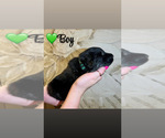 Small #15 Native American Indian Dog-Schnauzer (Giant) Mix
