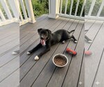 Small Border Collie Mix