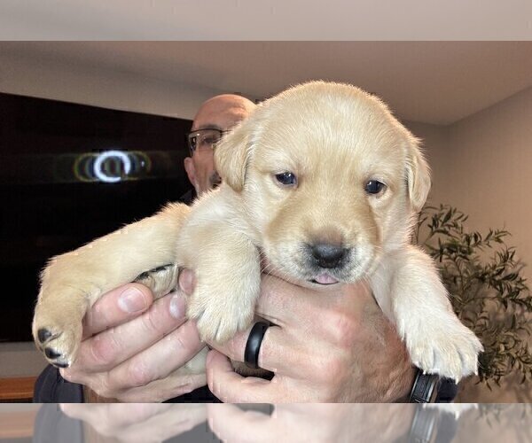 Medium Photo #144 Labrador Retriever Puppy For Sale in HIGH POINT, NC, USA