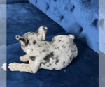Small #22 French Bulldog