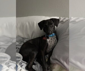 Chiweenie Dogs for adoption in Lakewood, CO, USA