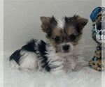 Small Yorkshire Terrier