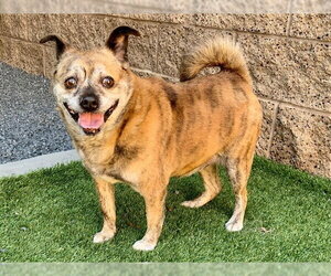 Chug Dogs for adoption in Moreno Valley, CA, USA