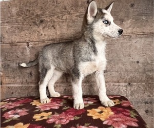 Siberian Husky Puppy for sale in VERMONTVILLE, MI, USA