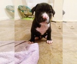 Small Photo #8 America Bandogge Mastiff Puppy For Sale in MESA, AZ, USA