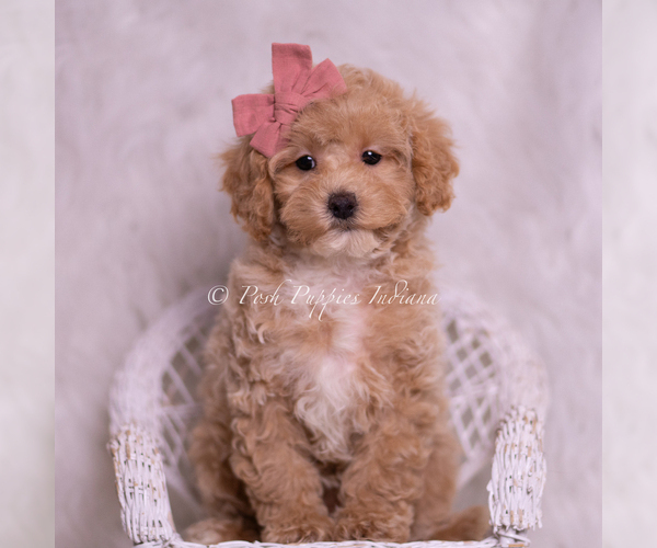 Medium Photo #7 Poodle (Toy) Puppy For Sale in WARSAW, IN, USA