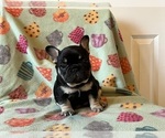 Small Photo #18 French Bulldog Puppy For Sale in TERRE HAUTE, IN, USA
