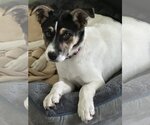 Small Photo #1 Jack Russell Terrier-Unknown Mix Puppy For Sale in Valrico, FL, USA
