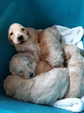 Medium Photo #7 Goldendoodle Puppy For Sale in PELHAM, NH, USA