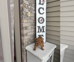 Small #2 English Bulldog