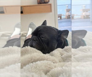French Bulldog Dogs for adoption in Lake Forest, CA, USA