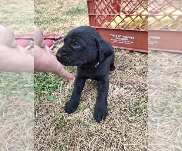 Medium Photo #2 Labrador Retriever Puppy For Sale in CLIFTON, KS, USA