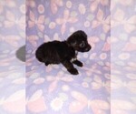 Small #10 Yorkshire Terrier
